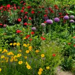 red double poppies, “Globemaster” allium, and lance-leaved coreopsis